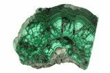 Flowery Polished Malachite Slab - DR Congo #266821-1